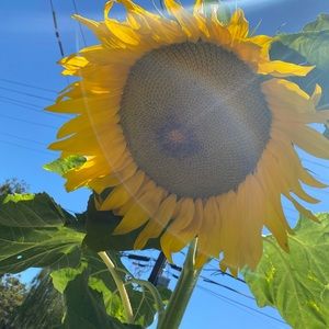 MOVING SALE (not for sale)